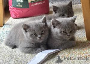 Photo №1. british shorthair - à vendre en ville de Mojkovac | 388€ | Annonce № 170917