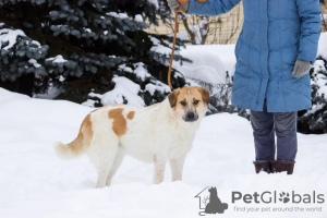 Photo №3. Milka, affectueuse et sociable, attend de bons propriétaires !. Fédération de Russie