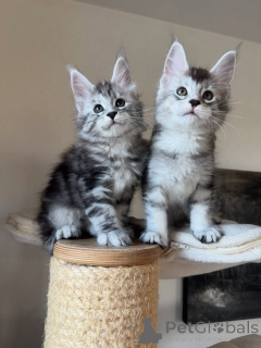 Photo №1. maine coon - à vendre en ville de Berlin | négocié | Annonce № 167321