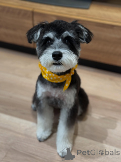 Photo №4. Je vais vendre schnauzer miniature en ville de Los Angeles. annonce privée - prix - négocié