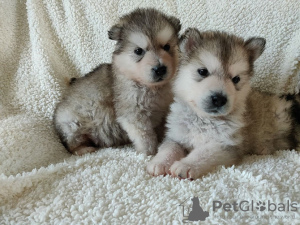 Photo №1. malamute de l'alaska - à vendre en ville de Аугсбург | 150€ | Annonce №129391