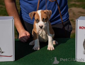 Photo №1. american staffordshire terrier - à vendre en ville de Obrénovac | négocié | Annonce №156048