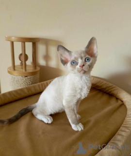 Photo №1. devon rex - à vendre en ville de Limbourg sur lana | 350€ | Annonce № 151870