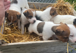 Photo №2 de l'annonce № 148577 de la vente jack russell terrier - acheter à République Tchèque annonce privée
