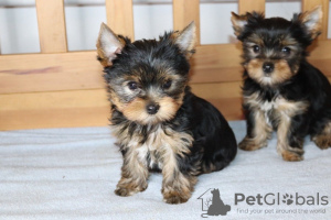 Photo №1. yorkshire terrier - à vendre en ville de Мальмё | 340€ | Annonce №123889