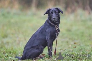 Photos supplémentaires: Artie, le bel homme yakoute, cherche une famille.