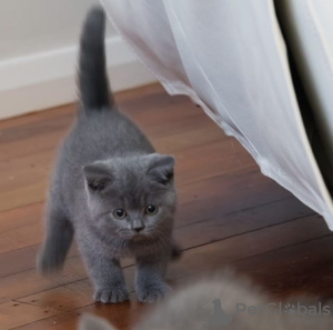 Photo №2 de l'annonce № 101759 de la vente british shorthair - acheter à Allemagne annonce privée, éleveur