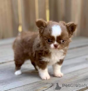 Photo №4. Je vais vendre chihuahua en ville de Varsovie. éleveur - prix - négocié