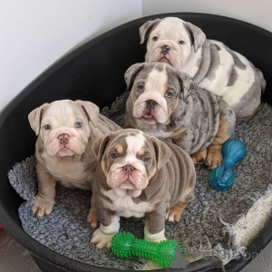 Photo №1. bulldog anglais - à vendre en ville de Oberstdorf | 550€ | Annonce №160528