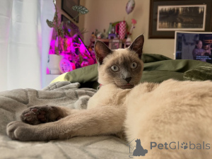 Photo №3. La grâce, la curiosité et un cœur plein d'amour, c'est Nala,. France