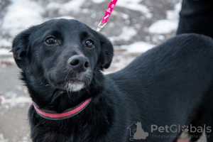 Photos supplémentaires: Nous recherchons un foyer et une famille pour la chienne affectueuse et