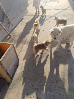 Photo №4. Je vais vendre akita (chien) en ville de Kovačica.  - prix - négocié