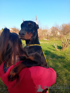 Photo №3. Chiots Doberman à vendre. Serbie