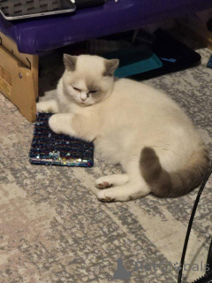 Photo №3. Point de couleur britannique Shorthair. Allemagne