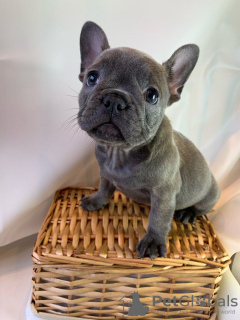 Photos supplémentaires: Adorables chiots bouledogue français en adoption gratuite