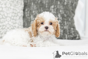Photo №1. labradoodle - à vendre en ville de Seydispjordur | négocié | Annonce №155603