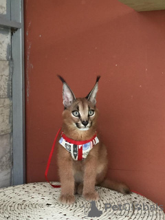 Photos supplémentaires: chatons caracal