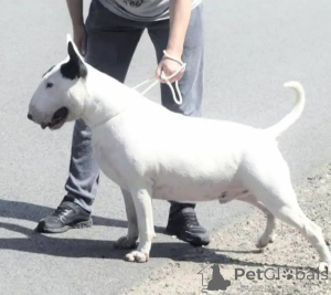 Photo №4. Je vais vendre bull terrier en ville de Poznan. annonce privée - prix - 1200€