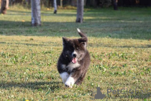 Photo №2 de l'annonce № 82806 de la vente akita (chien) - acheter à Serbie 