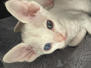 Photo №3. Chatons Devon Rex. Allemagne