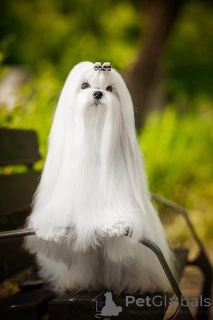 Photo №3. Maltais, excellent lignées. Bulgarie