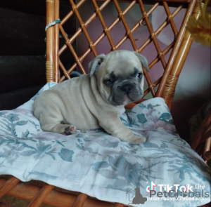 Photo №4. Je vais vendre bouledogue en ville de Minsk. annonce privée - prix - 563€