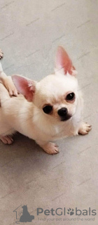 Photo №1. chihuahua - à vendre en ville de Vienna | négocié | Annonce №53343