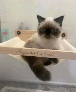 Photo №2 de l'annonce № 138105 de la vente himalayen - acheter à Allemagne éleveur