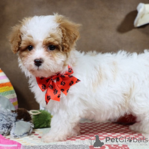 Photo №1. maltipu - à vendre en ville de Munich-flughafen | 900€ | Annonce №149578