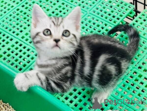 Photo №1. american shorthair - à vendre en ville de Bietigheim-Bissingen | 350€ | Annonce № 172316
