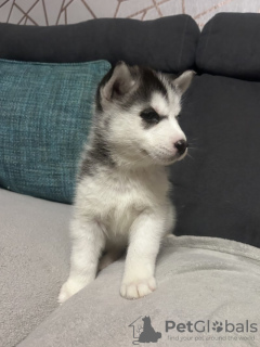 Photo №2 de l'annonce № 133724 de la vente husky de sibérie - acheter à USA annonce privée