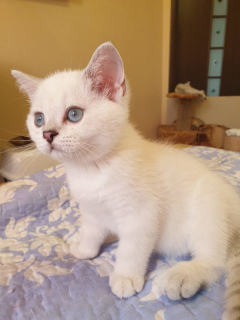 Photo №4. Je vais vendre scottish straight en ville de Rostov-sur-le-Don. de la fourrière - prix - 183€