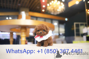 Photo №3. Dean Janet Kay Puppies House. USA