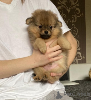 Photo №2 de l'annonce № 138651 de la vente spitz nain - acheter à Suisse annonce privée