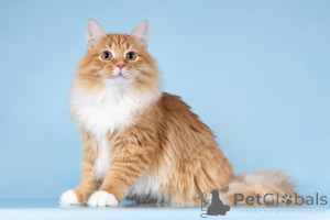 Photo №2 de l'annonce № 160878 de la vente  - acheter à Fédération de Russie de l'abri