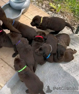 Photo №1. labrador retriever - à vendre en ville de Grekochori | négocié | Annonce №128800