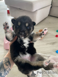 Photo №1. husky de sibérie - à vendre en ville de Minsk | Gratuit | Annonce №146024