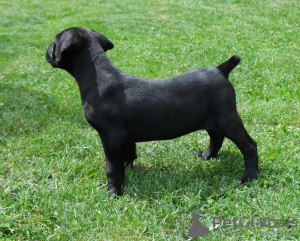 Photos supplémentaires: Chiots Boerboel (Mâtin sud-africain)