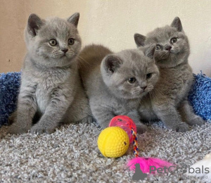 Photo №2 de l'annonce № 109316 de la vente british shorthair - acheter à France 