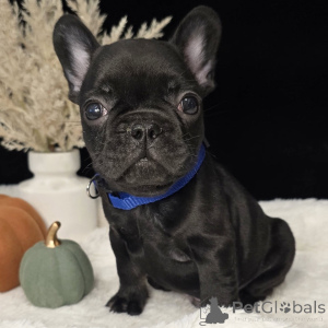 Photo №1. bouledogue - à vendre en ville de Baden | négocié | Annonce №157837