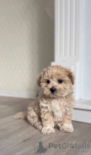 Photo №2 de l'annonce № 147553 de la vente maltipu - acheter à Allemagne annonce privée