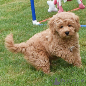 Photo №3. Laci Goldendoodle femelle de 11 semaines prête à rentrer à la maison. Allemagne