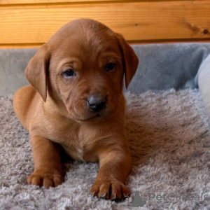 Photo №3. Labrador Retriever Mâle 7 semaines Prêt d'ici le 9 février. La Grande-Bretagne