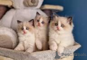 Photo №1. ragdoll - à vendre en ville de Tampere | 550€ | Annonce № 168061