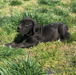 Photo №2 de l'annonce № 109175 de la vente cane corso - acheter à Allemagne annonce privée