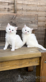 Photo №1. angora turc - à vendre en ville de Helsinki | négocié | Annonce № 118727