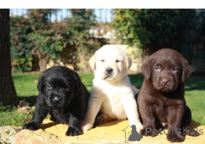 Photo №2 de l'annonce № 170840 de la vente labrador retriever - acheter à Belgique 