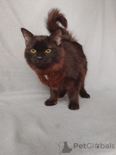 Photo №4. Je vais vendre  en ville de Rivière moscou. annonce privée - prix - Gratuit