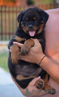 Photos supplémentaires: rottweiler