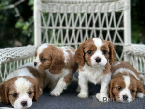 Photo №1. cavalier king charles spaniel - à vendre en ville de Berlin | 800€ | Annonce №138860